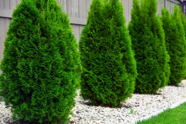 Arborvitae Planting in Spring