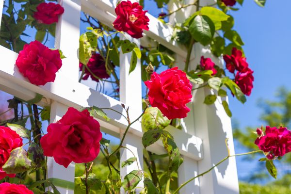 Home Gardening Service in Spring