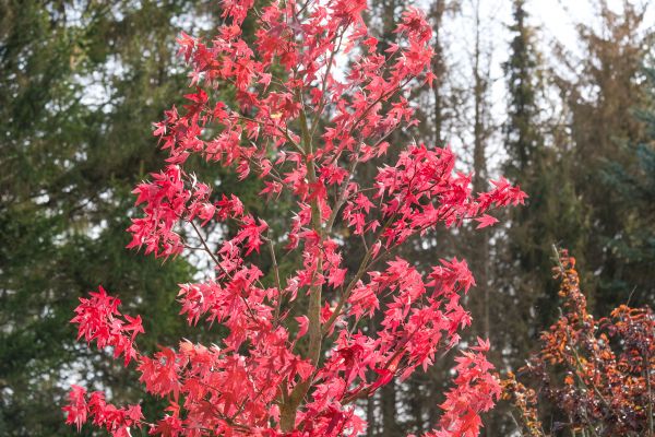 Japanese Maple Planting in Spring