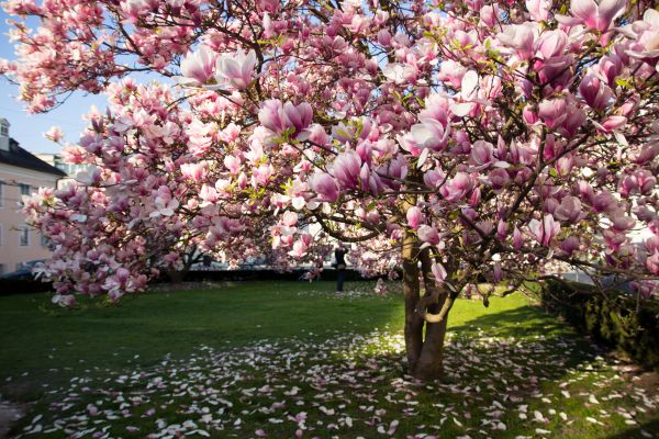 Magnolia Tree Planting in Spring