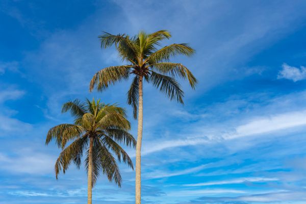 Palm Tree Planting in Spring