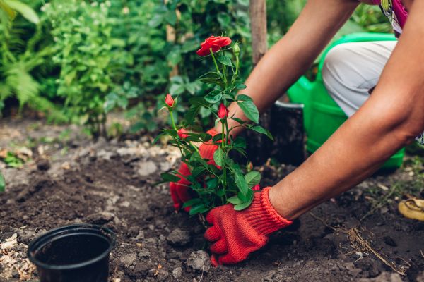 Planting Service in Spring