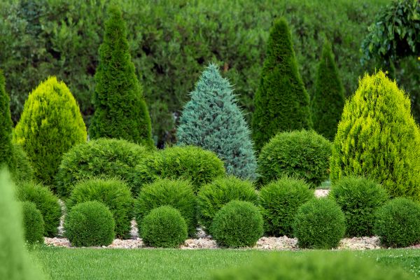 Shrub Replacement in Spring
