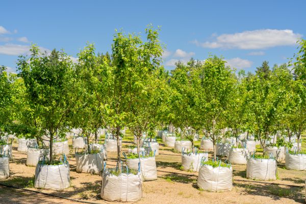 Tree Planting Service in Spring