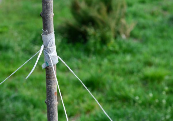 Tree Staking Service in Spring
