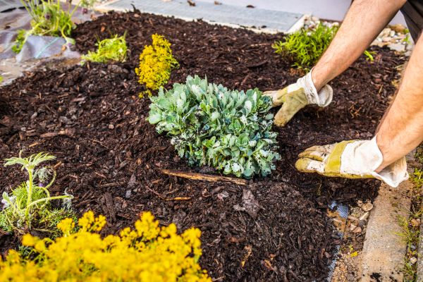 Weeding And Mulching in Spring