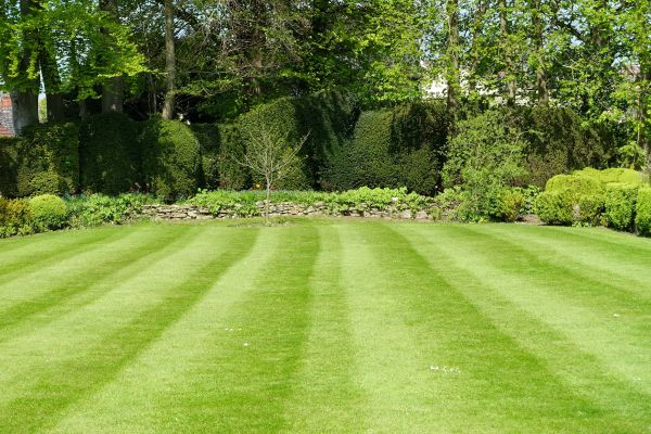 Lawn Renovation in Spring