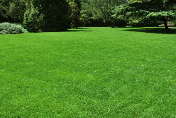 Lawn Landscaping in Spring