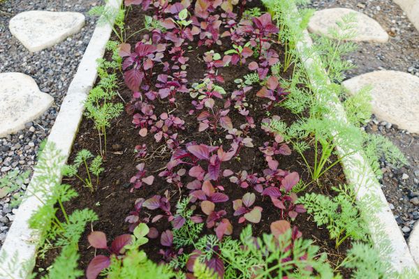 Edging Installation in Spring