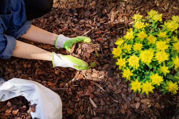 Pine Bark Mulch Installation in Spring