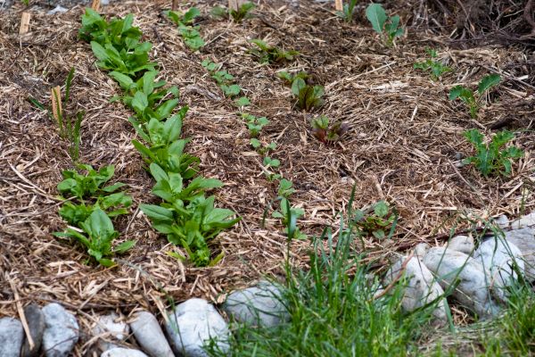 Mulch Service in Spring