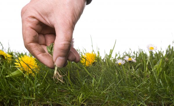 Lawn Weeding in Spring