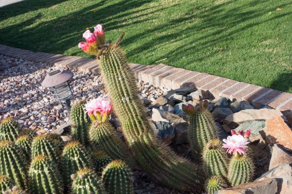 Desert Landscaping in Spring