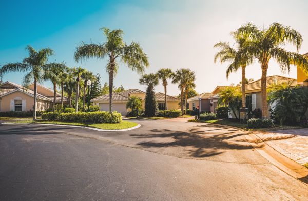Palm Tree Landscaping in Spring