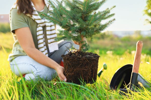 Spruce Tree Planting in Spring
