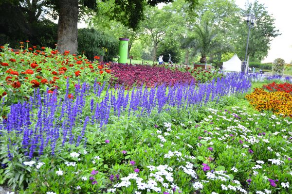 Perennials Planting in Spring