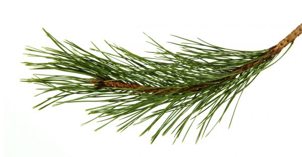 Pine Needles Installation in Spring