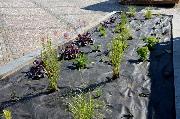 Landscape Fabric Installation in Spring