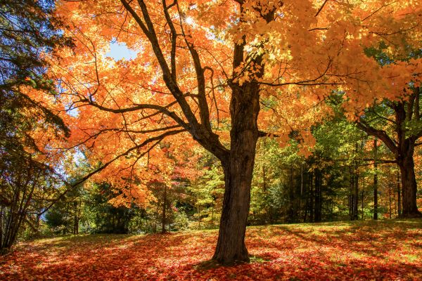 Maple Tree Planting in Spring