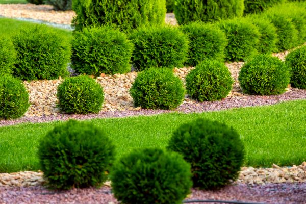 Bush Installation in Spring