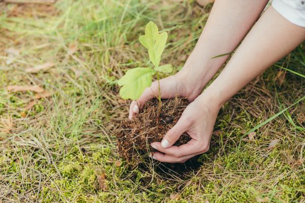 Oak Tree Planting in Spring