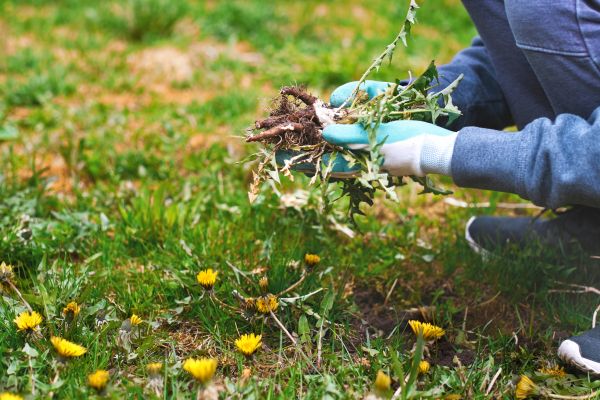 Flower Bed Clearing in Spring