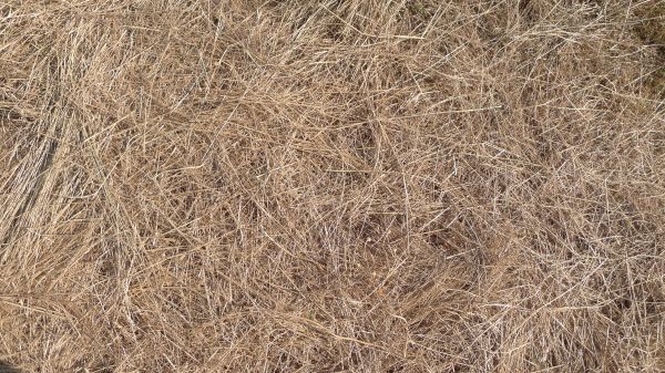 Pine Straw Replacement in Spring
