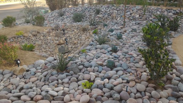 Yard Xeriscaping in Spring
