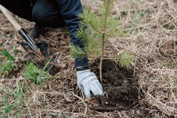 Pine Tree Planting in Spring