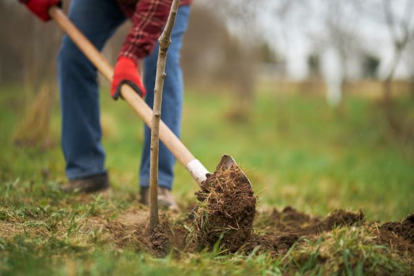Trees Planting in Spring