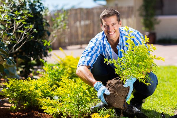 Shrub Landscaping in Spring