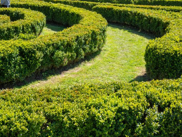 Bush Landscaping in Spring