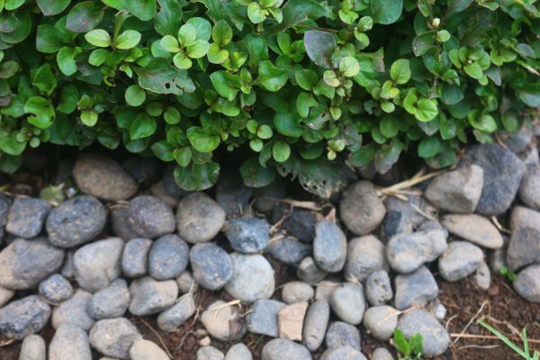 River Stone Installation in Spring
