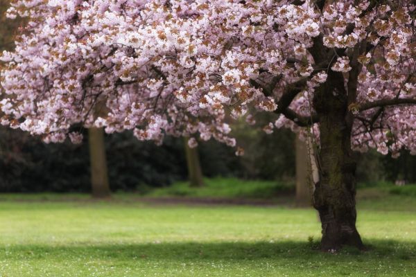 Cherry Tree Planting in Spring