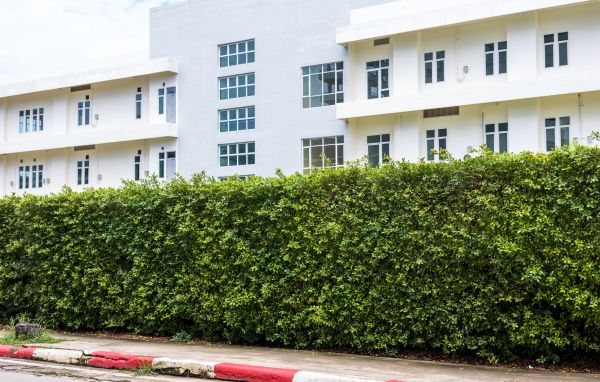 Privacy Landscaping in Spring
