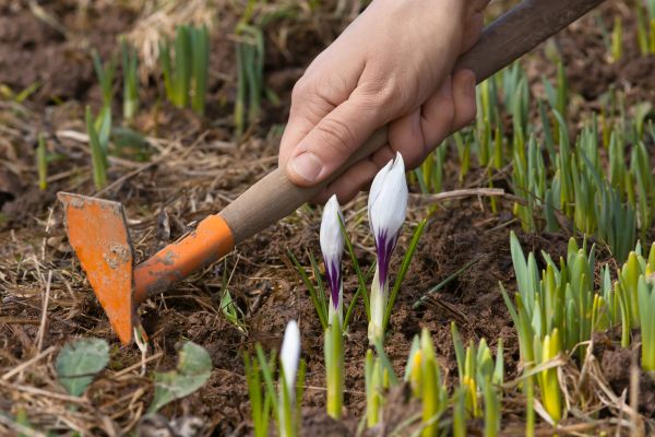Flower Garden Weeding in Spring