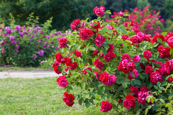 Rose Bush Care