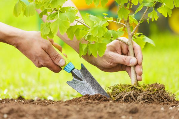 Fruit Tree Planting in Spring
