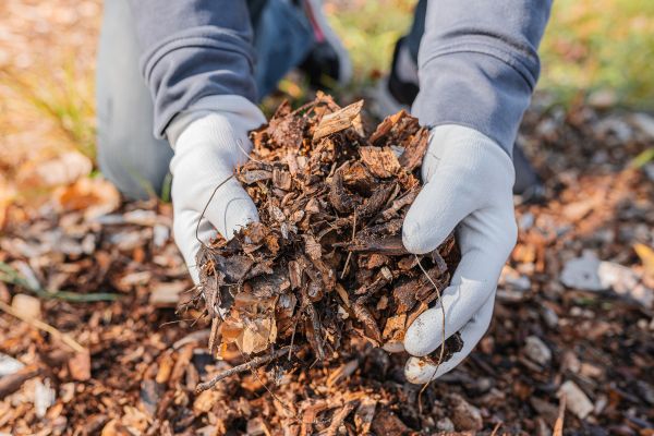 Shredded Mulch Installation in Spring