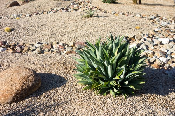 Xeriscaping Service in Spring