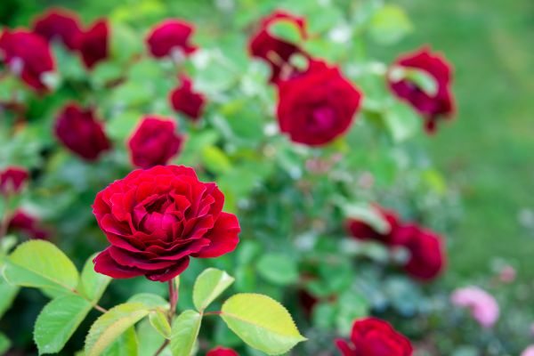 Rose Planting in Spring