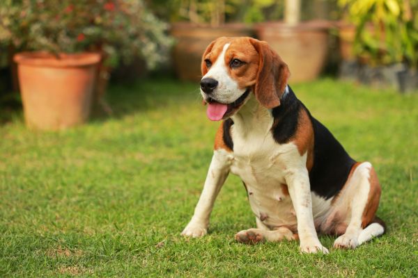 Dog Friendly Landscaping in Spring