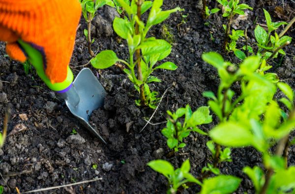 Hydrangea Planting in Spring