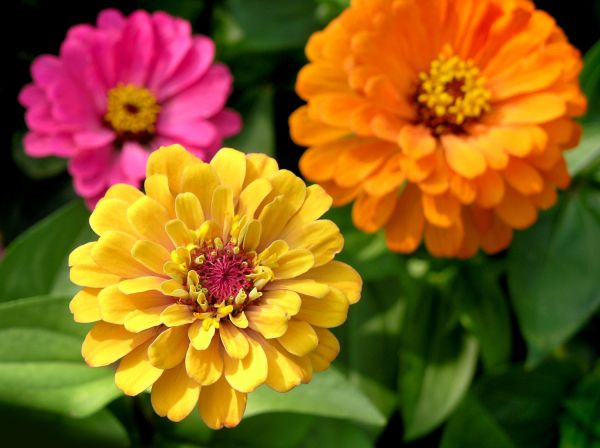 Zinnia Planting in Spring