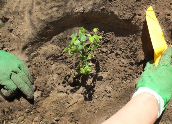 Rose Bush Planting in Spring