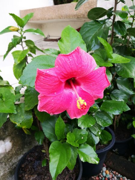 Hibiscus Planting in Spring