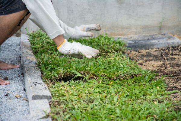 Ground Cover Planting in Spring