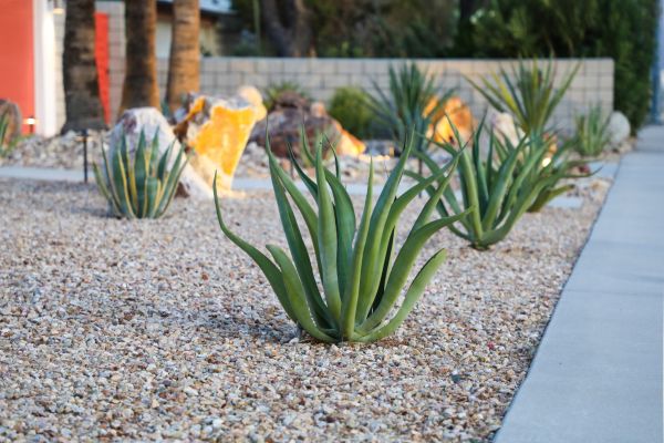 Drought Resistant Landscaping in Spring