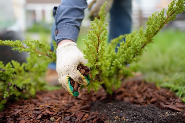 Church Mulching in Spring
