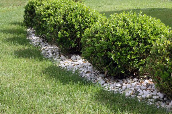 Boxwood Planting in Spring